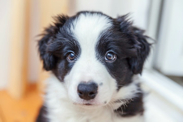 Obraz na płótnie Canvas Funny portrait of cute smilling puppy dog border collie indoor. New lovely member of family little dog at home gazing and waiting. Pet care and animals concept
