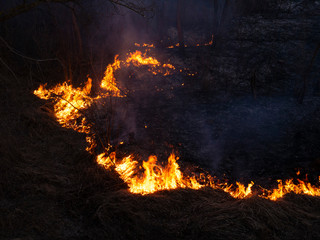 fire. wildfire, burning pine forest in the smoke and flames.