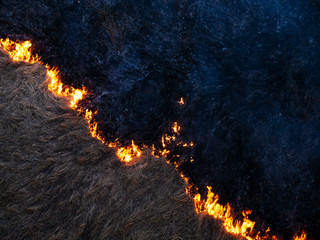 fire. wildfire, burning pine forest in the smoke and flames.