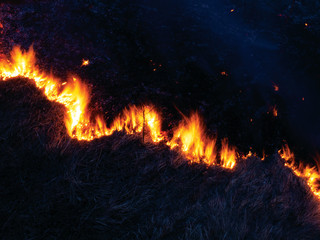 fire. wildfire, burning pine forest in the smoke and flames.