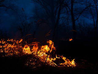 fire. wildfire, burning pine forest in the smoke and flames.