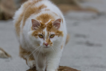 le chat
