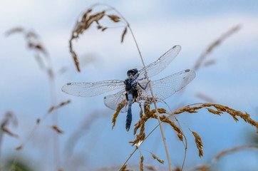 Beautiful dragonfly on the grass