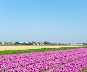 Netherlands,Lisse, PINK FLOWERS ON FIELD AGAINST CLEAR SKY