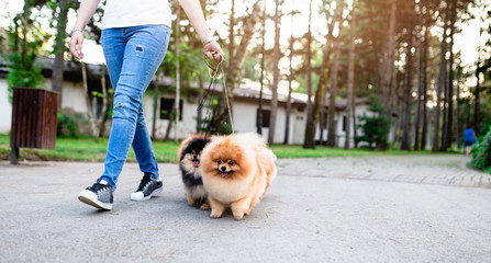 Dog walker enjoying with Pomeranian dogs in park.