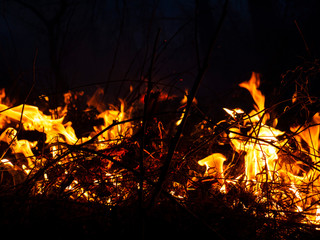 fire. wildfire, burning pine forest in the smoke and flames.