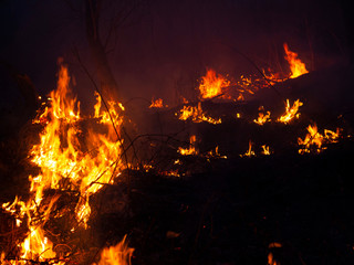 fire. wildfire, burning pine forest in the smoke and flames.
