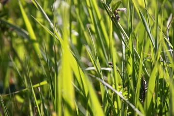 Natural close up texture of green blades of grass in the sun
