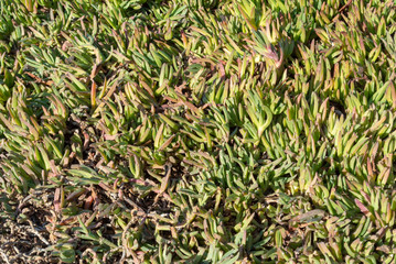 Ice Plant on the Beach
