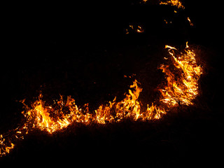 fire. wildfire, burning pine forest in the smoke and flames.