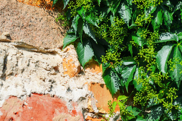 Self-clinging Vine Plants on Brick Wall. Abstract Brickwork Background. Copy Space