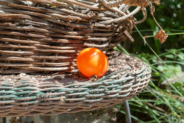 Easter Egg Hiding in wicker flower pot