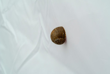 snail on wall