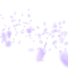 Violet flower petals falling down. Creative romant