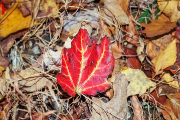 Close up of red and yellow leaf on forest floor
