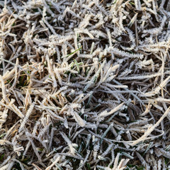 Background of frosted grass. Frost on the grass