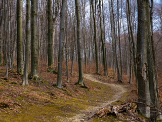 Beech forest without leaves in early spring and sunshine