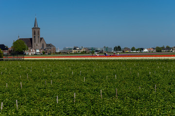 Fototapeta na wymiar Netherlands,Lisse, PLANTS GROWING ON FIELD AGAINST BUILDINGS