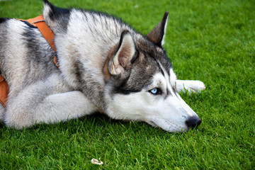 Haski white and gray dog Moulon eyes