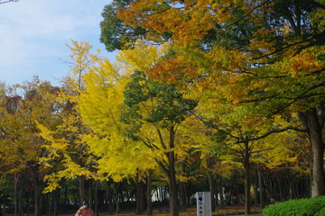 Obraz premium 紅葉 公園 堺市