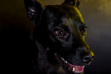 perro