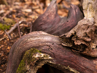 dry dead tree. In the mountains on spring