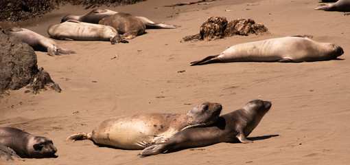 Elephant Seals