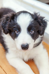 Fototapeta na wymiar Funny portrait of cute smilling puppy dog border collie indoor. New lovely member of family little dog at home gazing and waiting. Pet care and animals concept