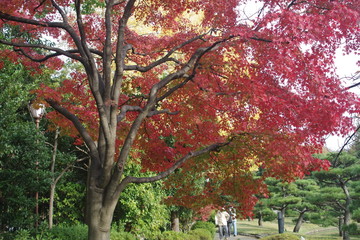 紅葉　公園　堺市