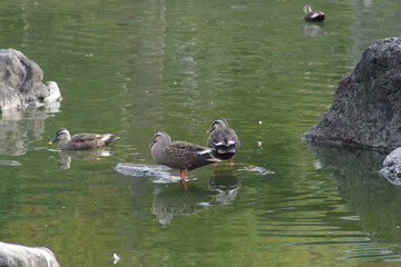 水鳥　公園