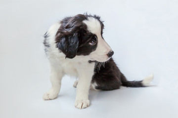 Funny studio portrait of cute smilling puppy dog border collie on white background. New lovely member of family little dog at home gazing and waiting. Pet care and animals concept