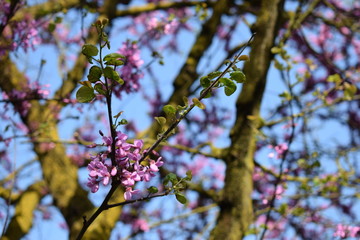 Primavera