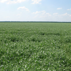 Fototapeta na wymiar Blooming peas in the field. Flowering of legumes. Flowers of peas