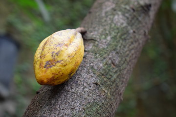Cacao