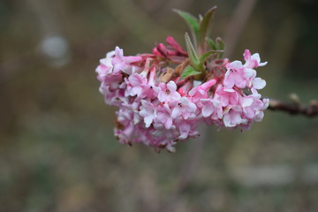 Fiore