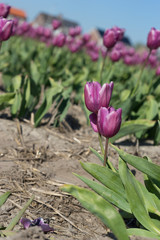 Netherlands,Lisse, CLOSE-UP OF PINK CROCUS FLOWER