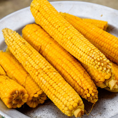 Boiled corn on an aluminum tray. Yellow boiled young corn, useful and tasty food