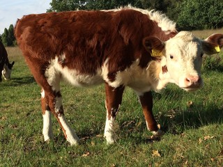 Stier