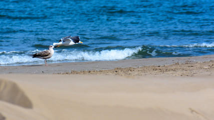 gaviota volando a ras de suelo en el mar se cruza con un ave quieta