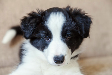 Fototapeta na wymiar Funny portrait of cute smilling puppy dog border collie on couch. New lovely member of family little dog at home gazing and waiting. Pet care and animals concept