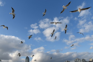 Seagulls in the skies of Istanbul above the sea a very beautiful view