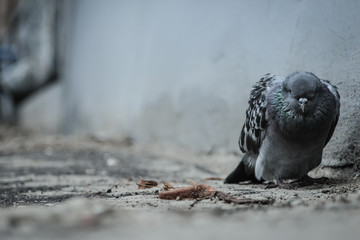Close-up of one sad and sick pigeon dying in the city yard with depression and apathy atmosphere on soft focus background. Copy space and toned.
