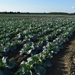 Cabbage field