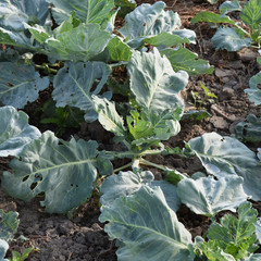 The cabbage field