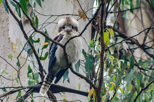 A close-up of a laughing kookaburra (Dacelo novaeguineae). It is perching in a tree and looking at the camera.