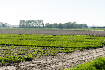 Netherlands,Lisse, a large green field with trees in the background