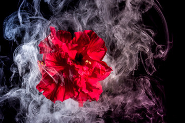 red tea rose flower in clouds of multicolored smoke on isolated black background with flash