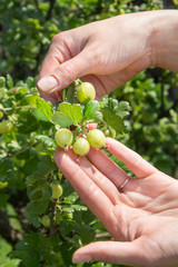Kobiece dłonie pokazują młode zielone owoce agrestu rosnące na krzaku © Tomasz