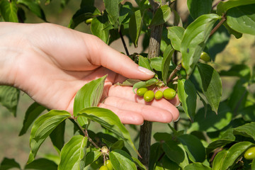 Kobiece dłonie pokazują młode zielone niedojrzałe owoce derenia.