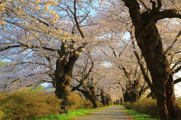 Obraz premium 春の展勝地